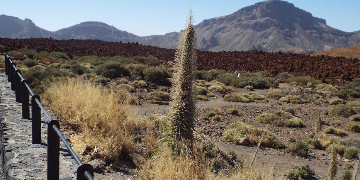 Da Tenerife (Canarie):  Echium wildpretii wildpretii (Boraginaceae)