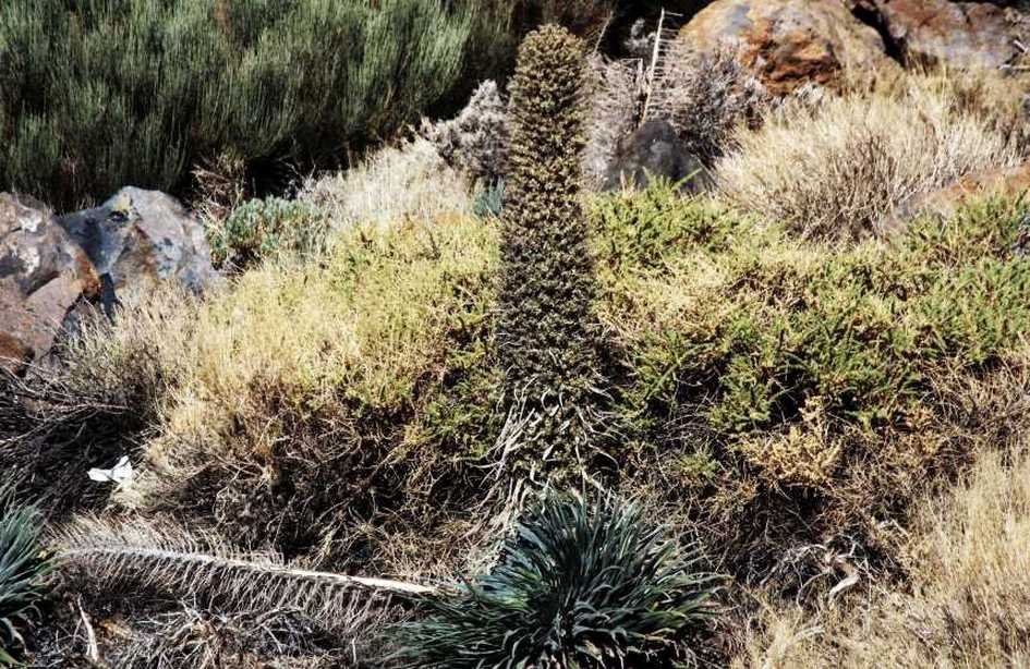 Da Tenerife (Canarie):  Echium wildpretii wildpretii (Boraginaceae)