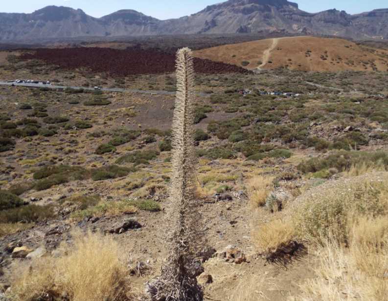 Da Tenerife (Canarie):  Echium wildpretii wildpretii (Boraginaceae)