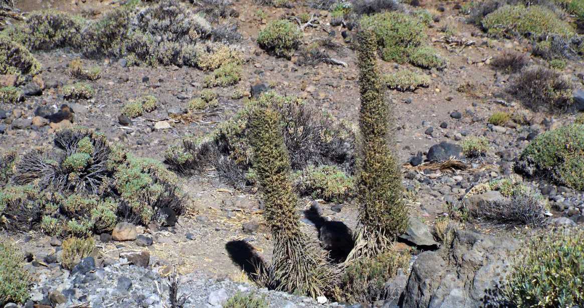 Da Tenerife (Canarie):  Echium wildpretii wildpretii (Boraginaceae)