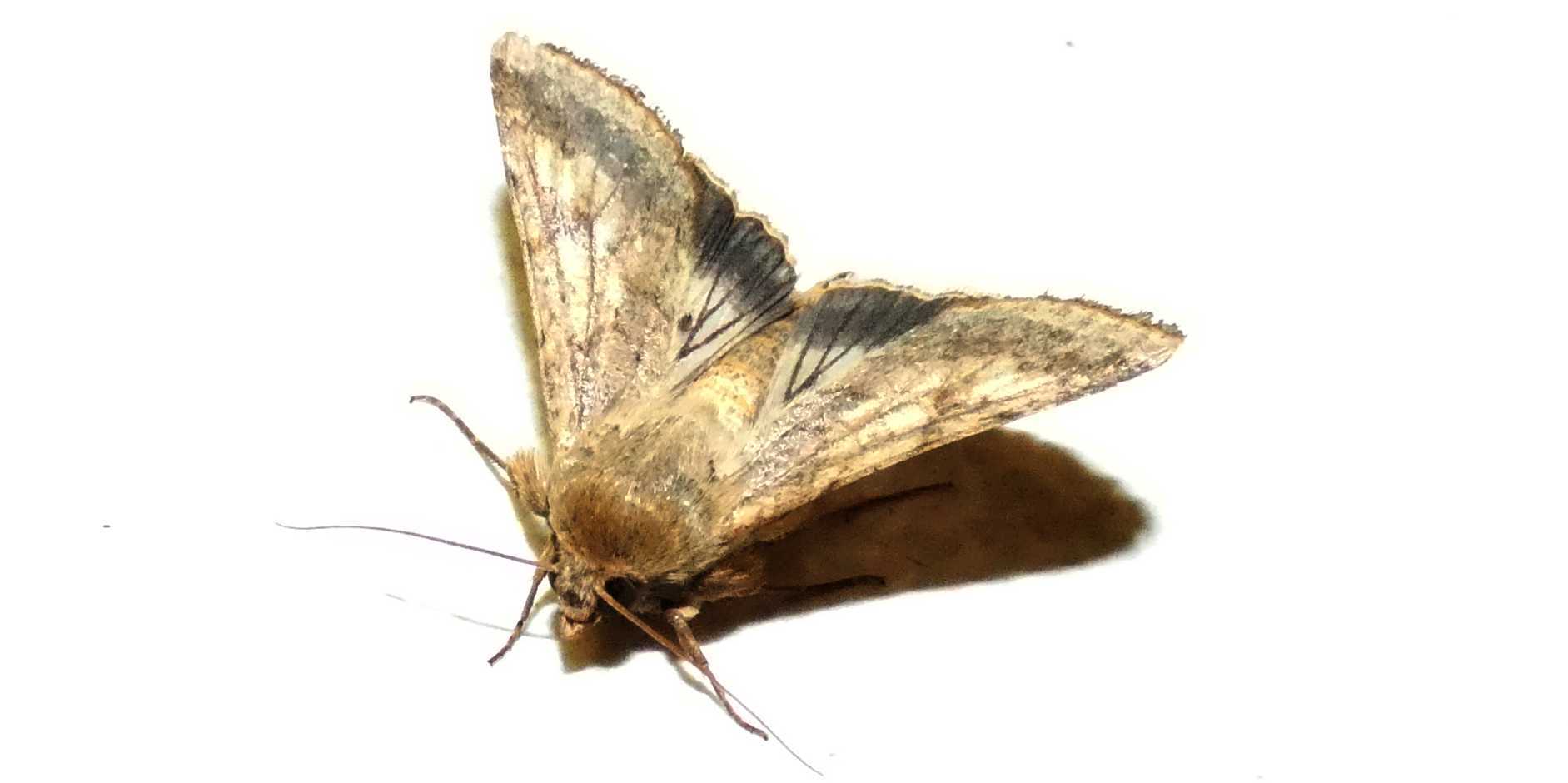 Noctuidae:  Helicoverpa armigera