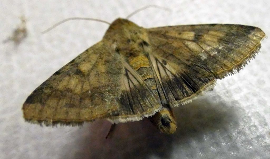 Noctuidae:  Helicoverpa armigera