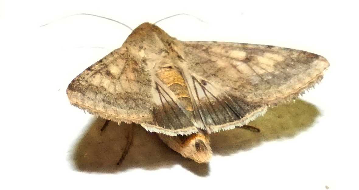 Noctuidae:  Helicoverpa armigera