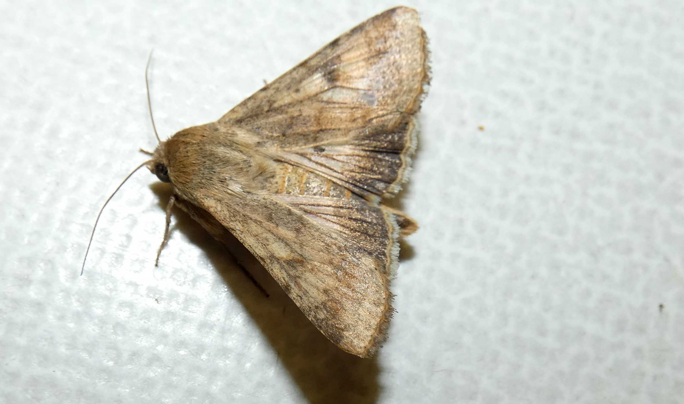 Noctuidae:  Helicoverpa armigera