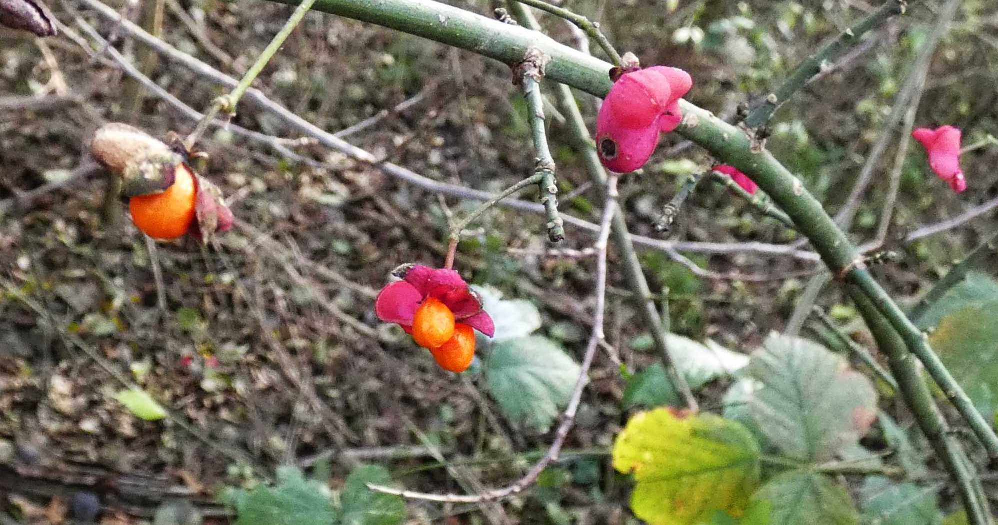 Euonymus europaeus  / Berretta del prete/Fusaggine  (Celastraceae)