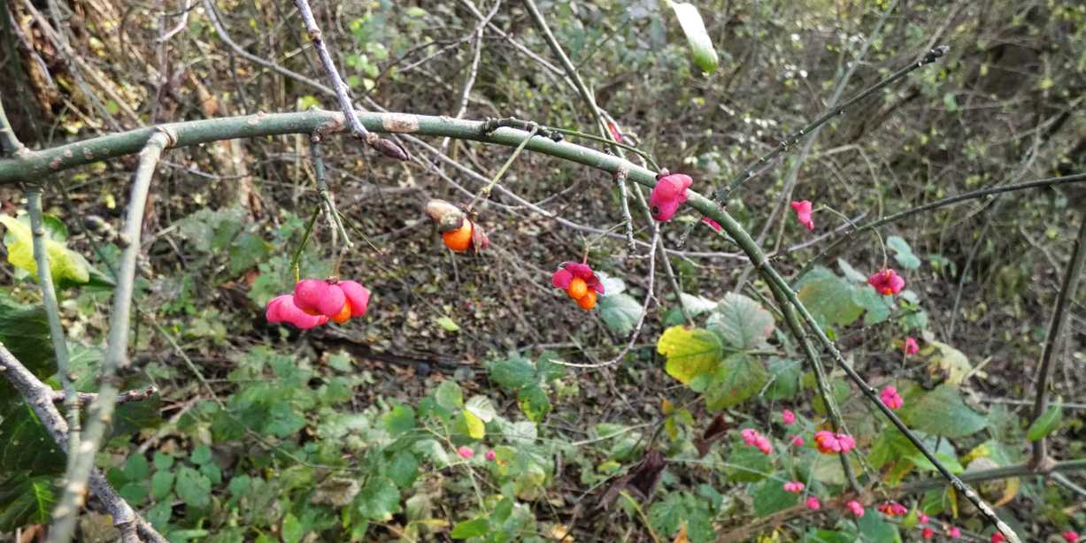 Euonymus europaeus  / Berretta del prete/Fusaggine  (Celastraceae)