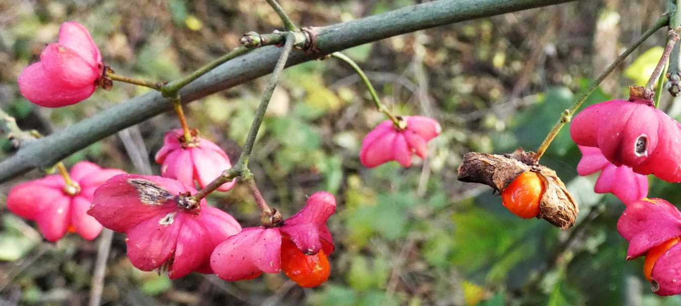 Euonymus europaeus  / Berretta del prete/Fusaggine  (Celastraceae)