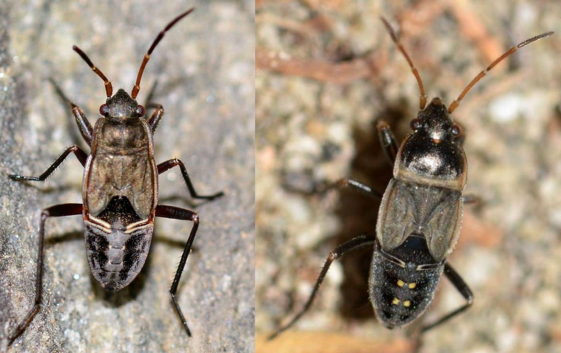 Lygaeidae:  cfr. Rhyparochromus sp. (ninfa)