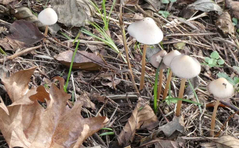 Psathyrella sp.