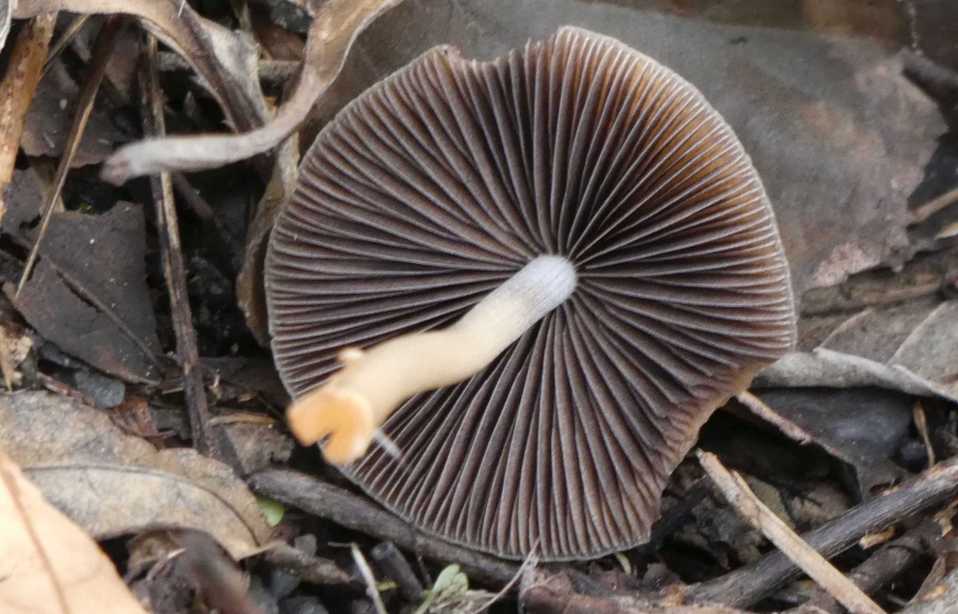 Psathyrella sp.