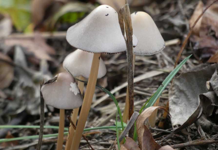 Psathyrella sp.