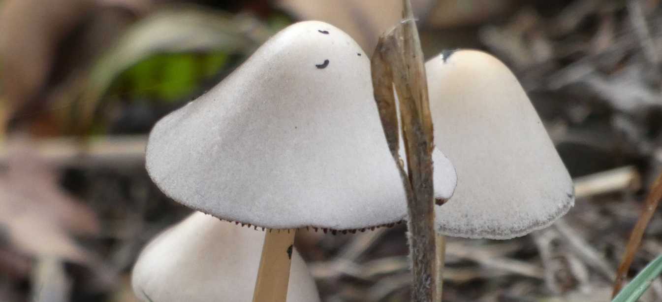 Psathyrella sp.