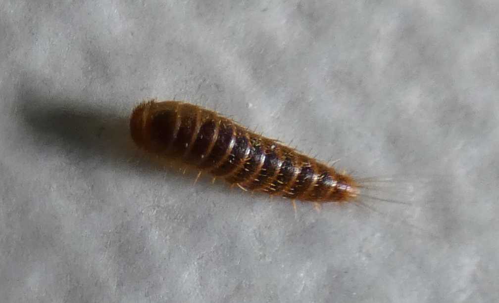 Larva di Dermestidae?  S, di Attagenus sp.