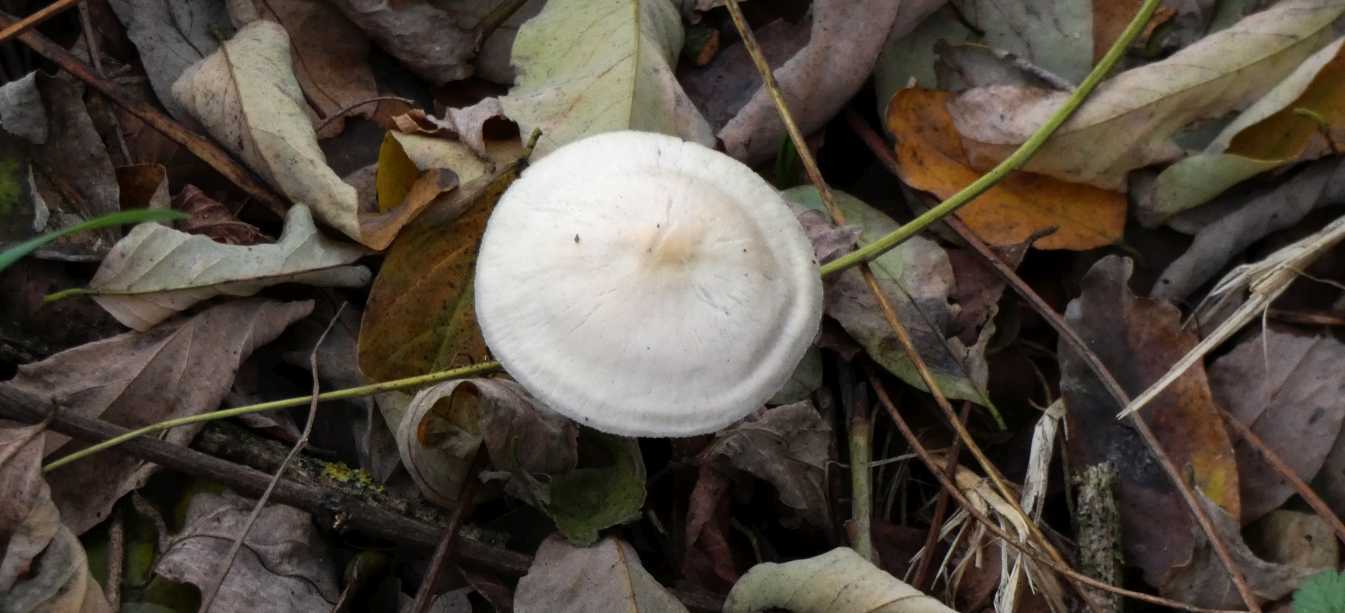 Da identificare:  Entoloma sp.