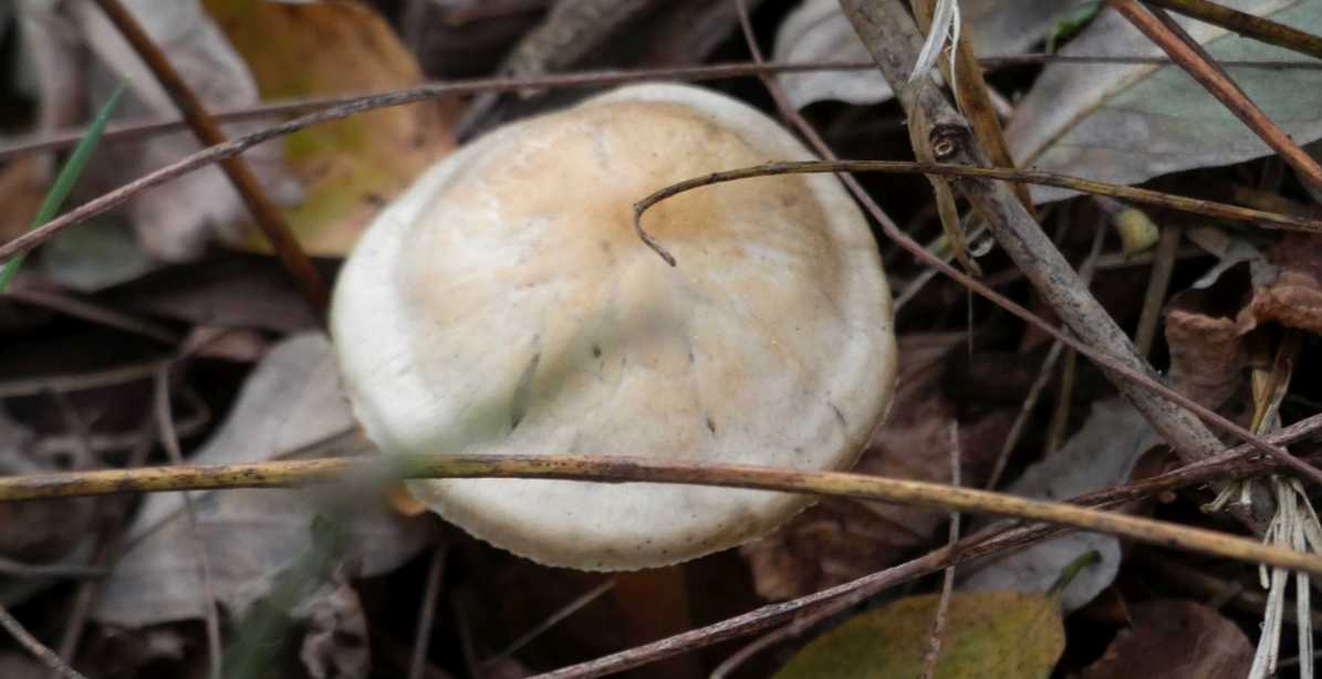 Da identificare:  Entoloma sp.