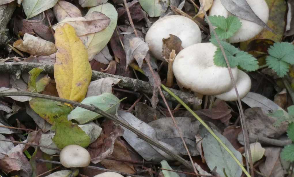 Da identificare:  Entoloma sp.