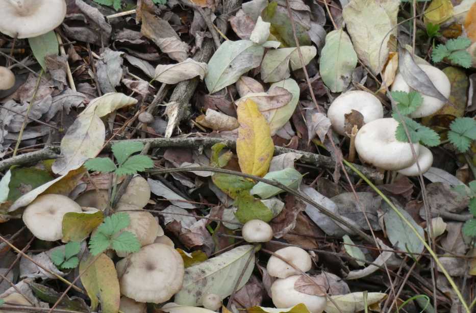 Da identificare:  Entoloma sp.