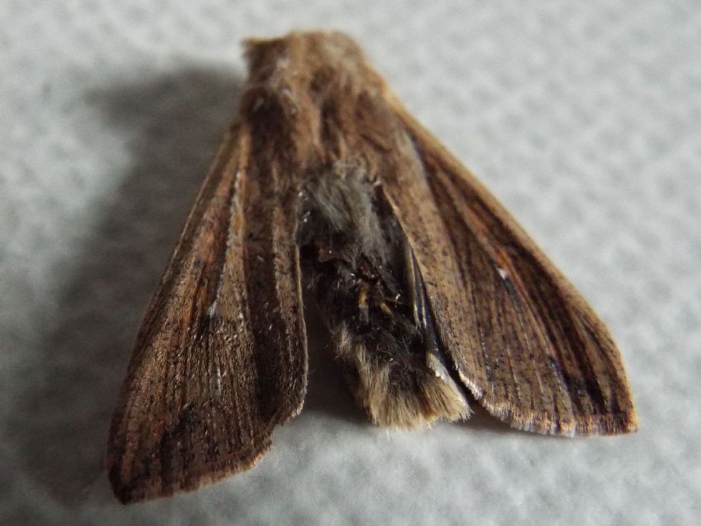 Mythimna (Pseudaletia) unipuncta - Noctuidae