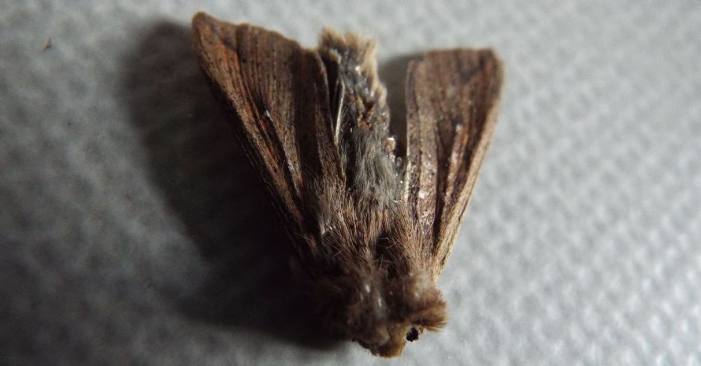 Mythimna (Pseudaletia) unipuncta - Noctuidae