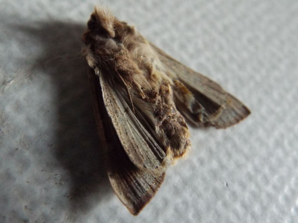 Mythimna (Pseudaletia) unipuncta - Noctuidae