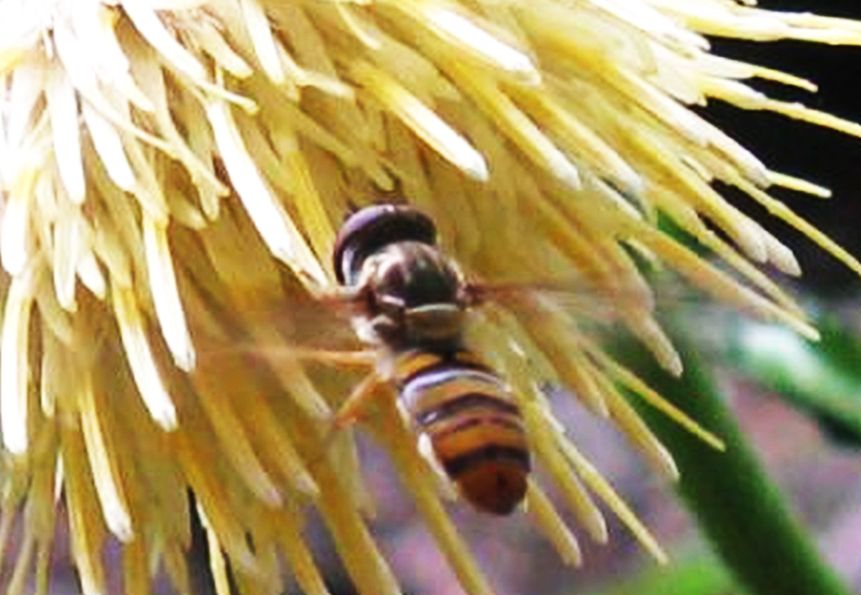 Syrphidae: Meliscaeva cinctella e Episyrphus balteatus, femmine