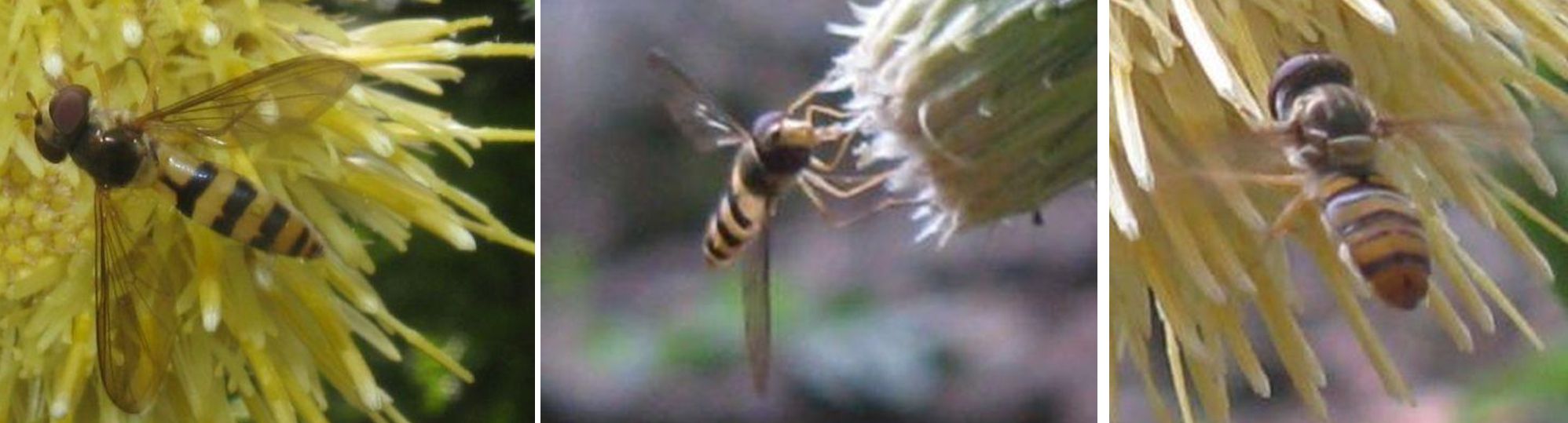 Syrphidae: Meliscaeva cinctella e Episyrphus balteatus, femmine