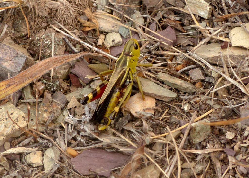 Quale ortottero?  Arcyptera fusca, maschio