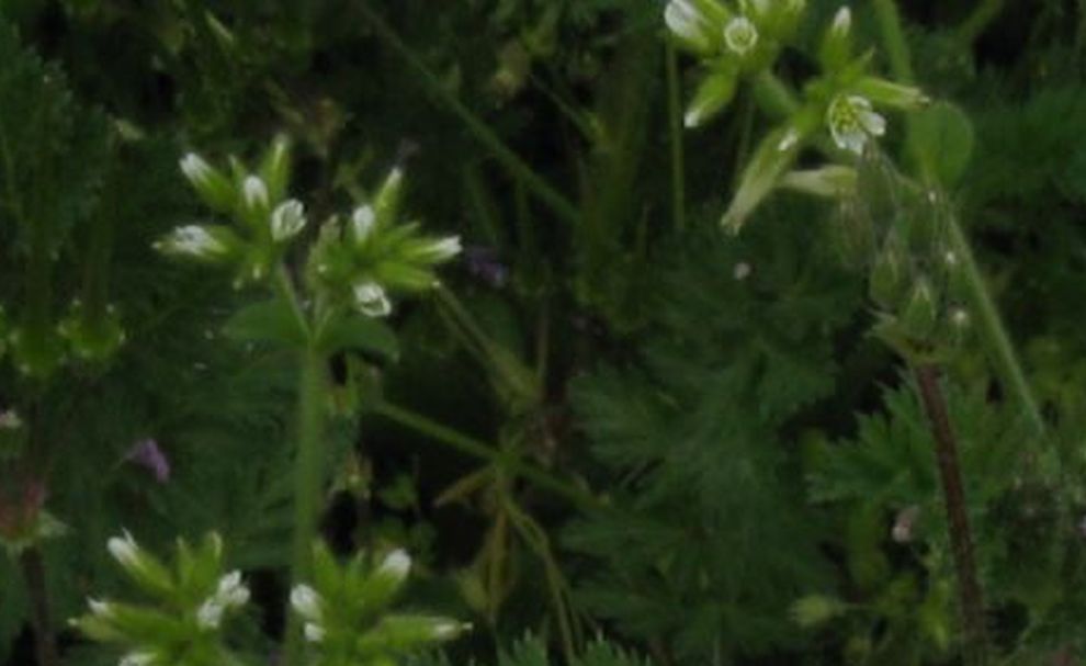 Cerastium cfr. glomeratum (in secondo piano)