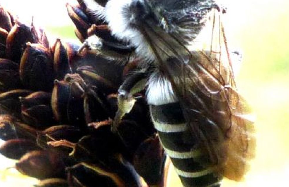 Apidae Megachilinae: Coelioxys sp.