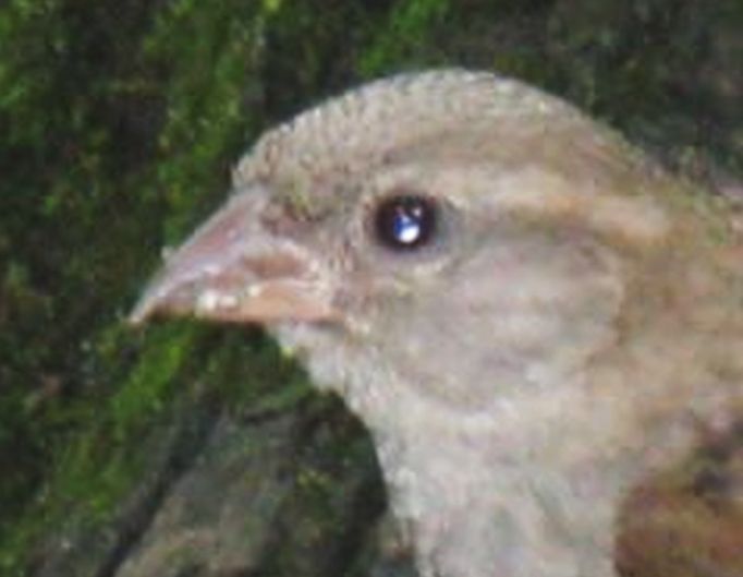 Passer domesticus?...Passer italie, femmina