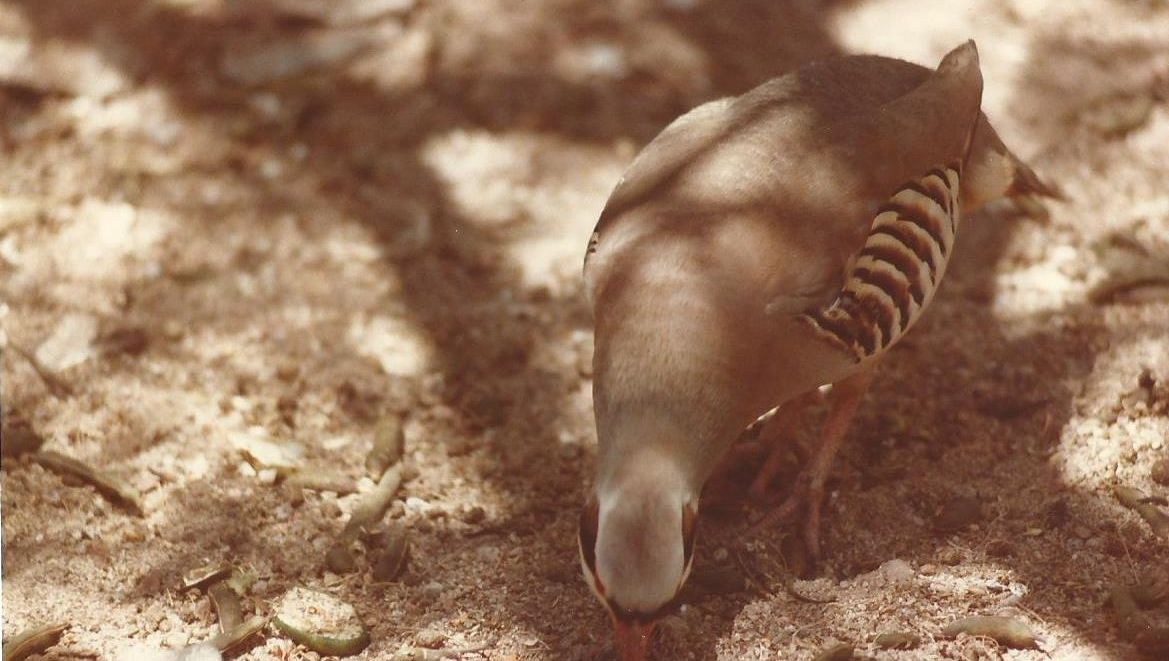 Allo zoo di Phoenix (Arizona):  uccelli