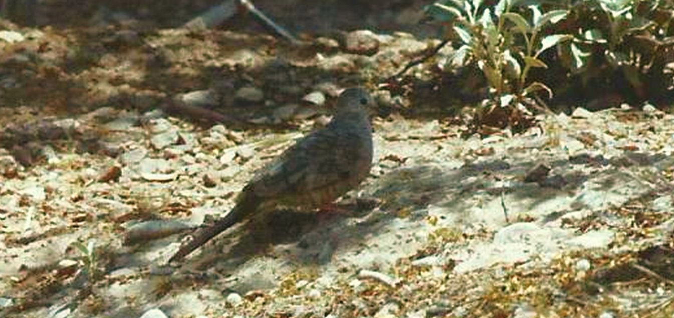 Allo zoo di Phoenix (Arizona):  uccelli