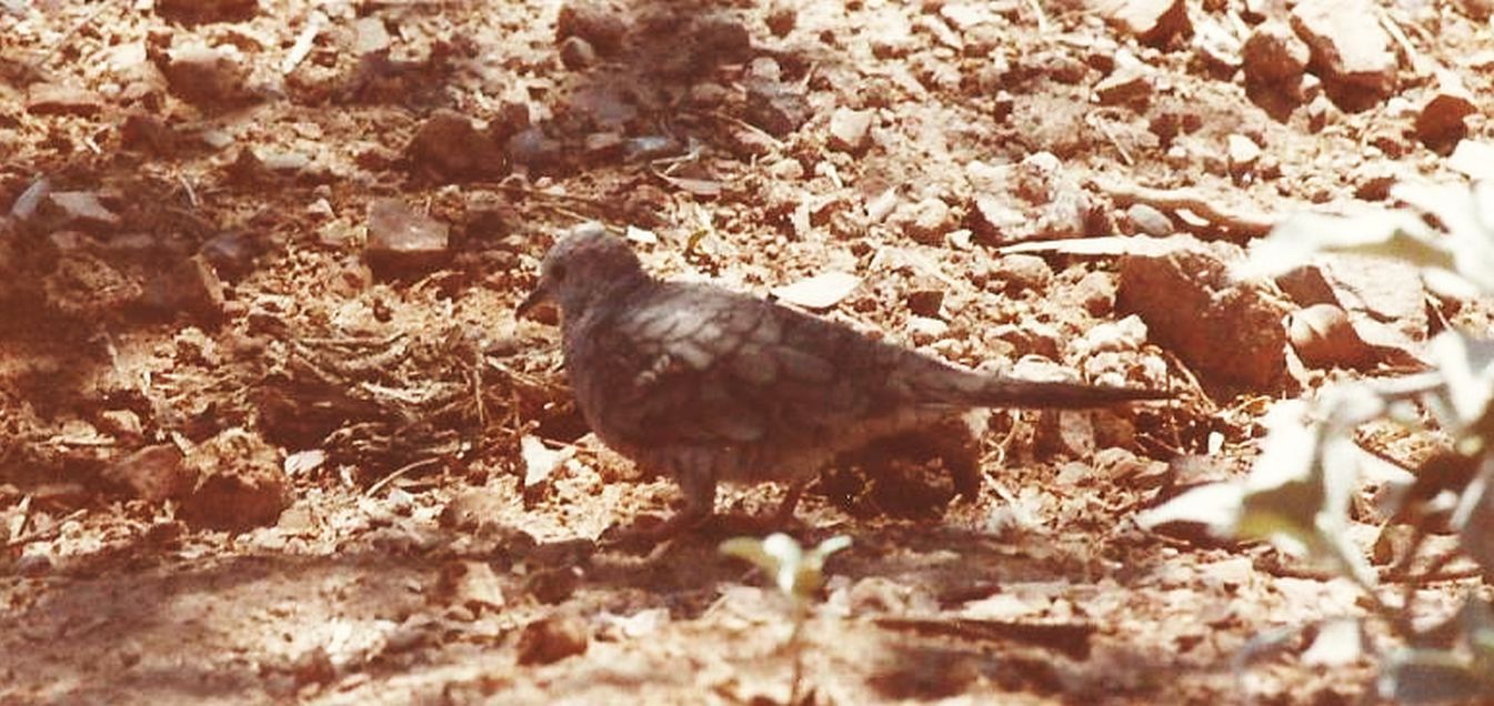 Allo zoo di Phoenix (Arizona):  uccelli