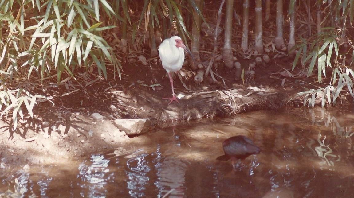 Allo zoo di Phoenix (Arizona):  uccelli