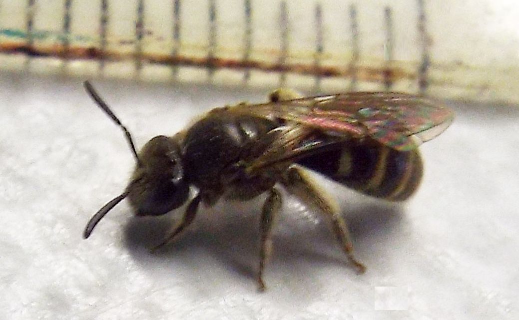 Apidae Halictinae: Lasioglossum cfr. calceatum