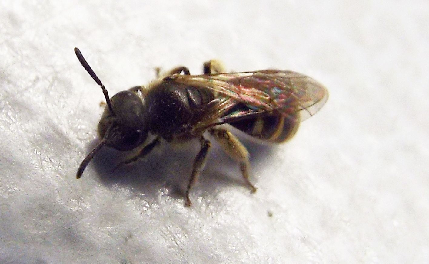 Apidae Halictinae: Lasioglossum cfr. calceatum