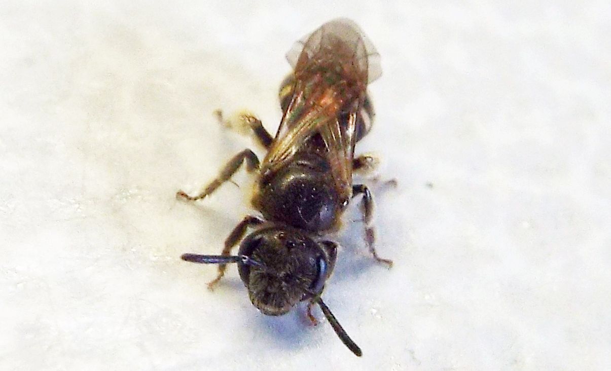 Apidae Halictinae: Lasioglossum cfr. calceatum