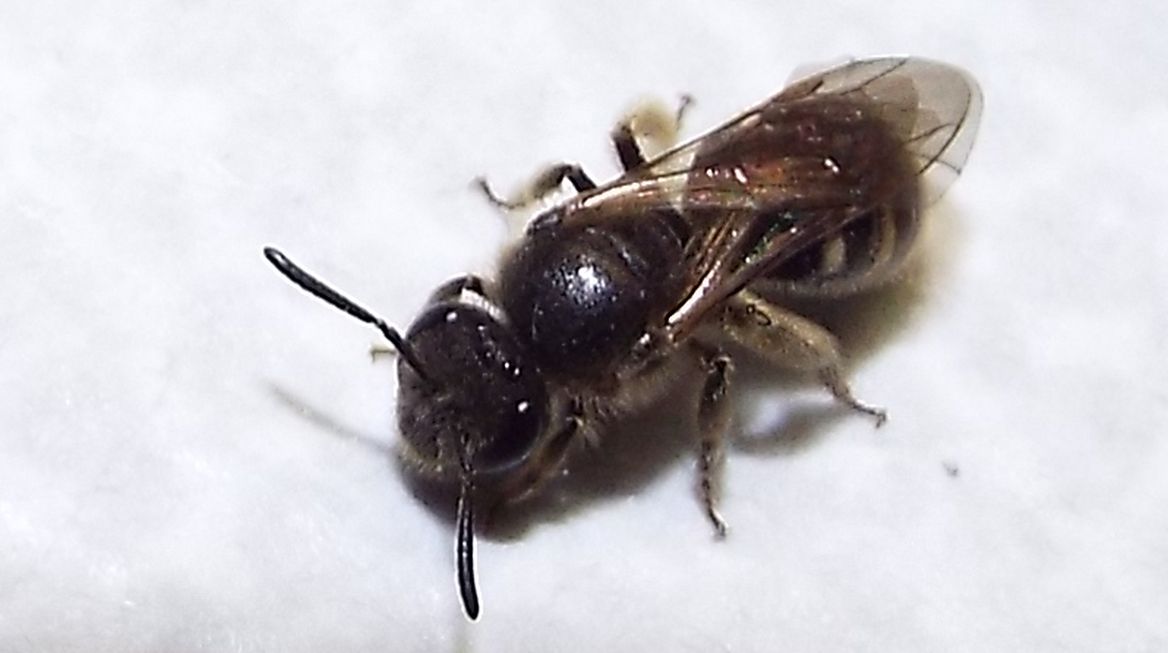 Apidae Halictinae: Lasioglossum cfr. calceatum