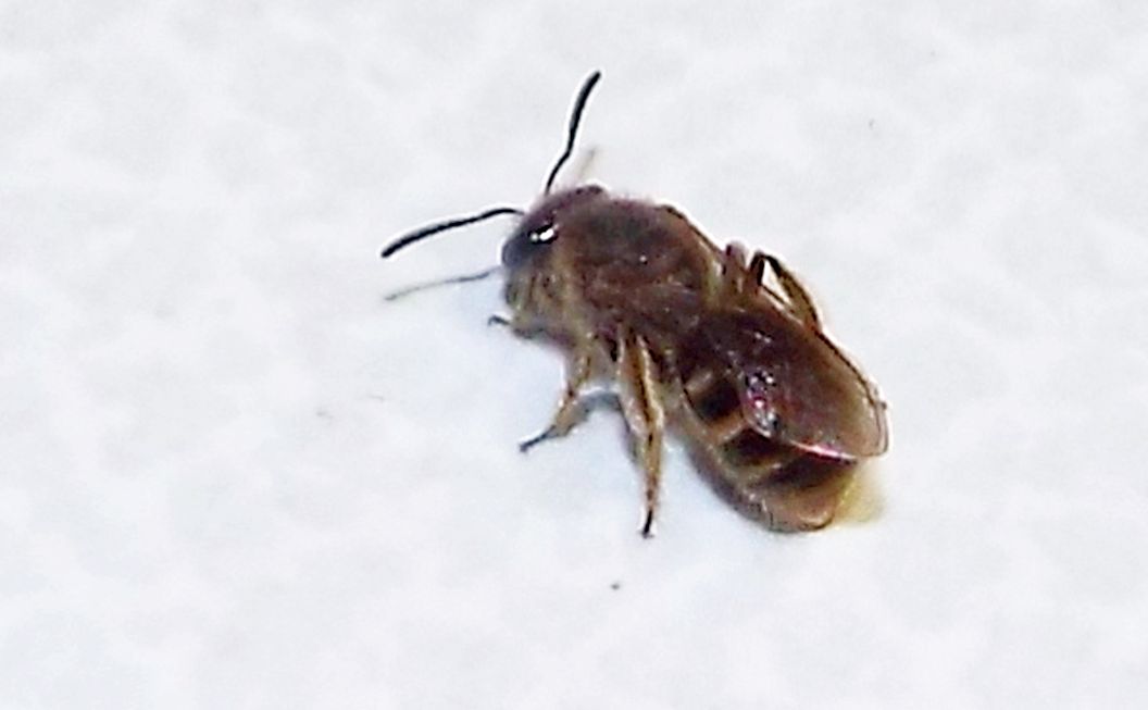 Apidae Halictinae: Lasioglossum cfr. calceatum