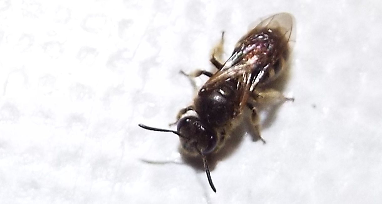 Apidae Halictinae: Lasioglossum cfr. calceatum