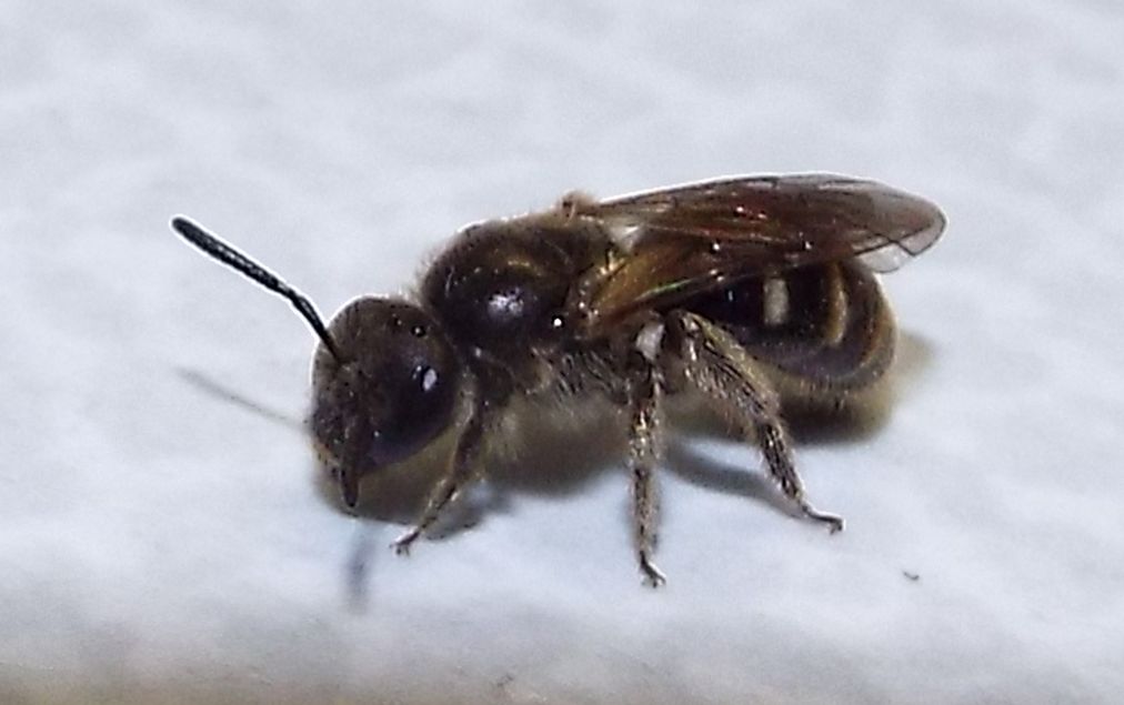 Apidae Halictinae: Lasioglossum cfr. calceatum