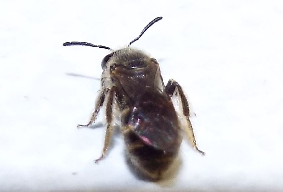 Apidae Halictinae: Lasioglossum cfr. calceatum