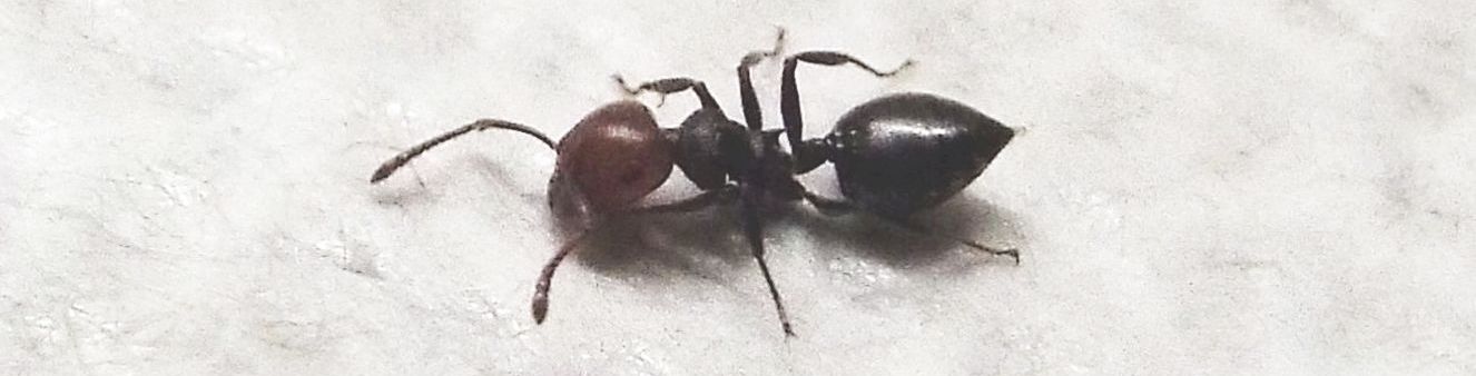 Formicidae:  Ancora Crematogaster scutellaris?  S !