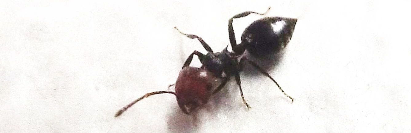 Formicidae:  Ancora Crematogaster scutellaris?  S !