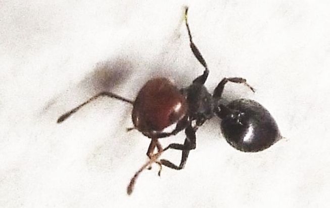 Formicidae:  Ancora Crematogaster scutellaris?  S !