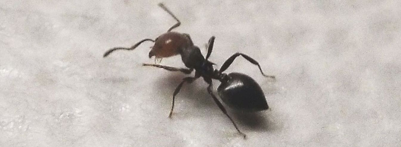 Formicidae:  Ancora Crematogaster scutellaris?  S !