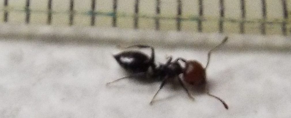 Formicidae:  Ancora Crematogaster scutellaris?  S !