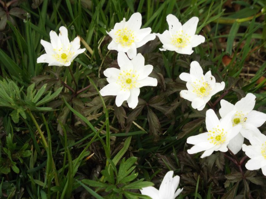 Anemone (o Anemoides ?) nemorosa?  Anemonoides nemorosa!, Ranunculaceae