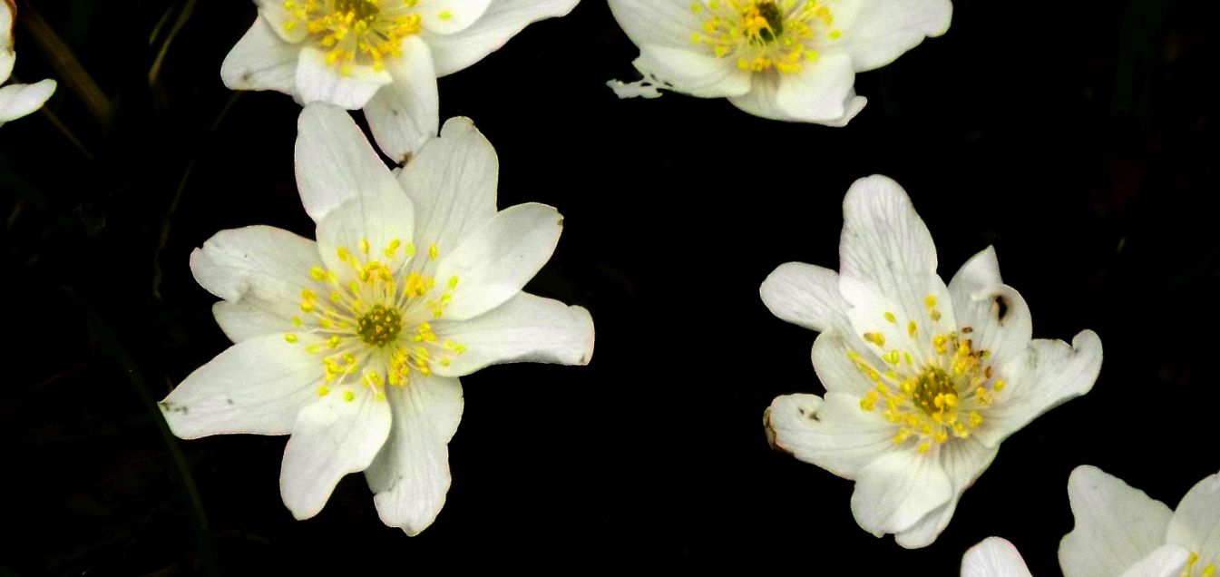 Anemone (o Anemoides ?) nemorosa?  Anemonoides nemorosa!, Ranunculaceae