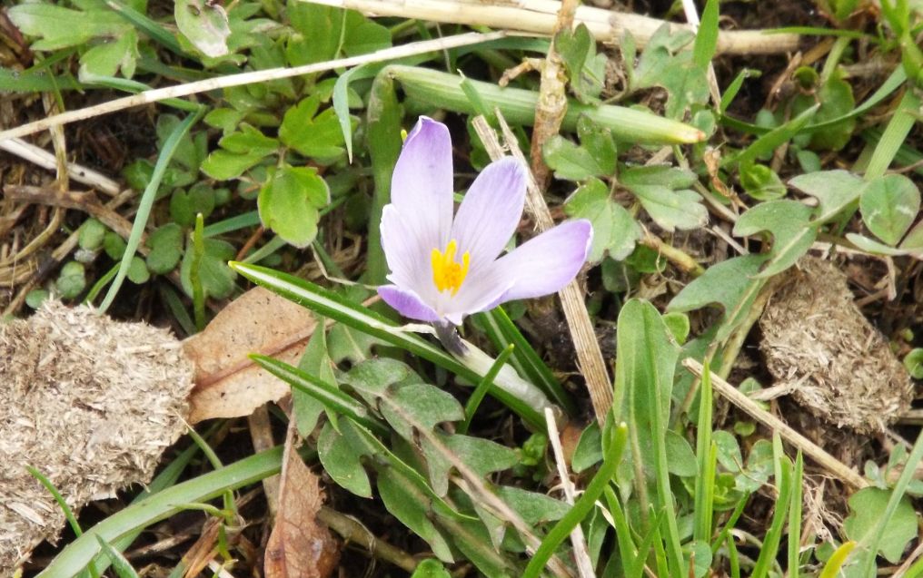 Crocus ?  S, Crocus vernus